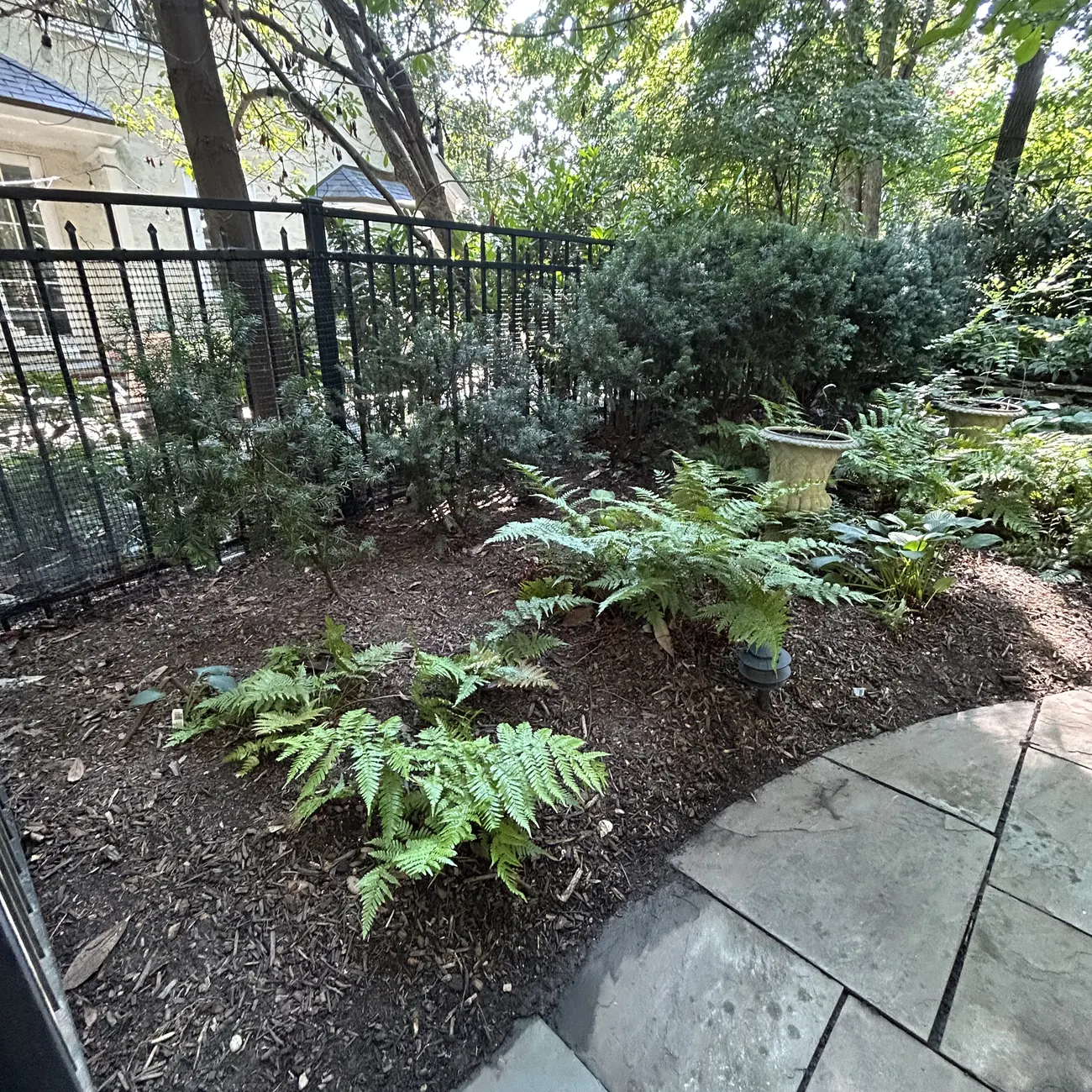 After: Fern bed by the fence, cleared and mulched